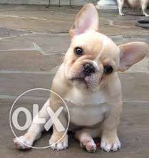 FRENCH BULL DOG Breed sell now in my pet shop & clinic