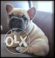 FRENCH BULL DOG Breed sell now in my pet shop & clinic sell