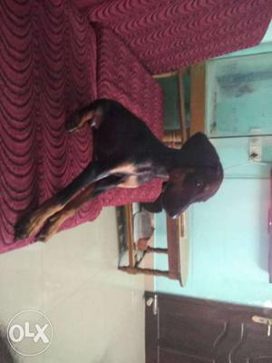 Female Doberman puppy fully vaccinated 45 days