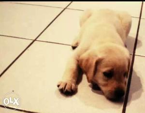 Female australlian lab puppy for sale