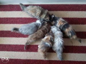 Female persian kittens.2 months old.