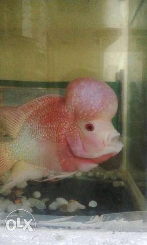 Floren fish is very cute and active this fish is