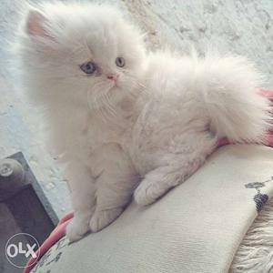 For pure white persian male and female;contact:OO439