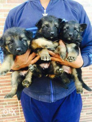 Fresh long coated German Shepherd pupps