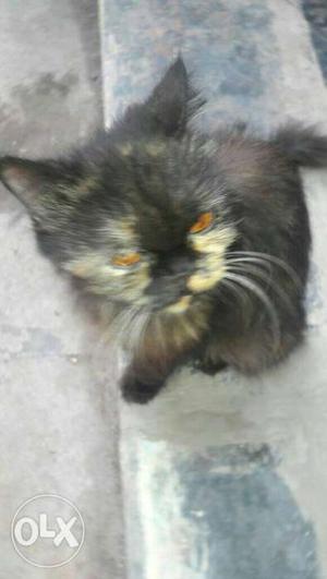 Full persion cat female and goldan and black and