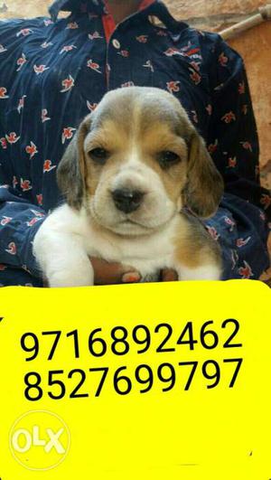 Full samjhdaar Beagle puppies and all types of