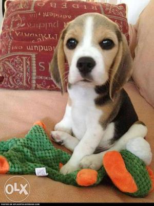 Garry KENNEL =(0$$& 99 Beagle puppies available