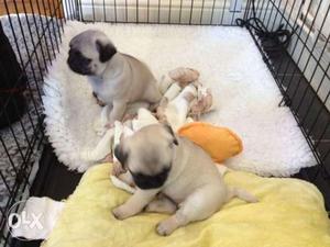Garry KENNEL==($ pug male a available