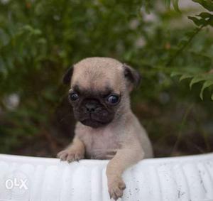 Garry KENNEL==( pug male available