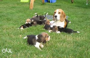 (((Garry KENNEL)) pure breed Beagle puppies