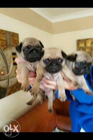 Garry KENNEL=#&&88 pug ToY size breed pug pup