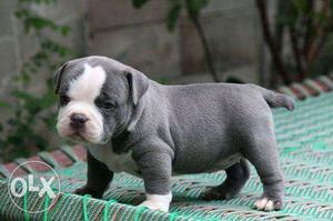 Garry KENNEL==(pittbull.puppy puppy available
