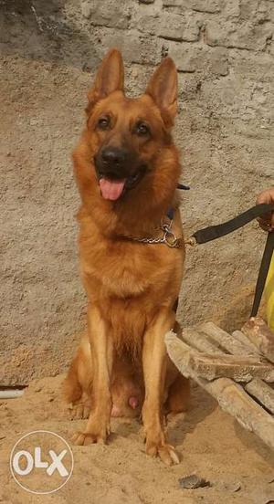 German Shephard dog male (GSD) Available for