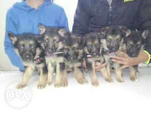 German Shepherd // Doberman puppies available