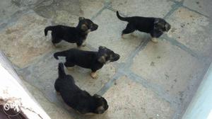 German shepherd pappies available. full active