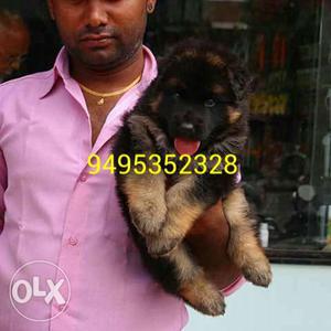 German shepherd puppies available good quality