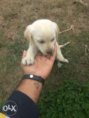 Golden Retriever female puppies for sale