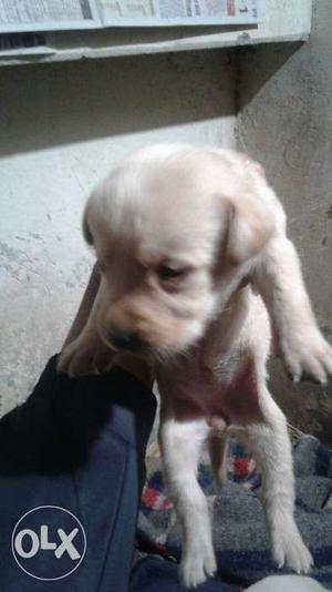 Golden lab female pup available pure breed 30