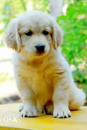 Golden retrever puppy for sale