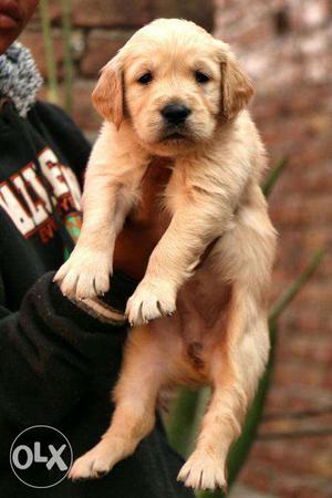 Golden ritriever pupies available male - fimale