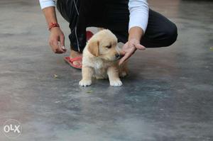 Golden ritriever pupies available male fimale