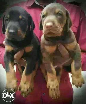 Gondiya:-- Loyal Breed's " All Puppeis Pets Deal