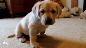 Good Quality Fawn Colour Lab Puppy 1 male