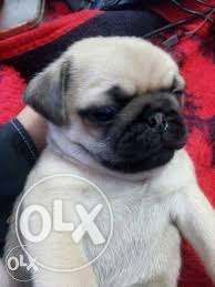 Good Quality Pug Cream Female Puppy With Papers Call Us