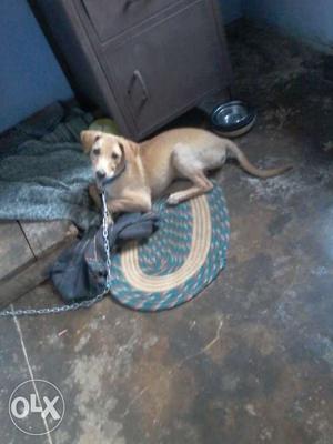 Good active lab puppy urgent sale