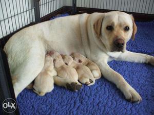 Good quality Labrador puppies
