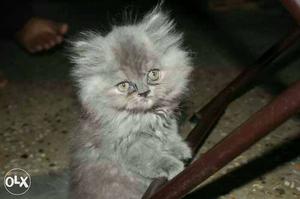 Gray And White Long Coated Kitten