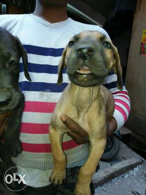 Great Dane puppy available to sale