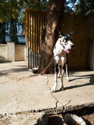 Great dane harliquen male of 18 months for sale