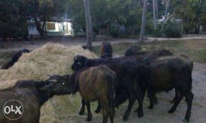 Group Of Black And Brown Cow