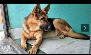 Gsd 18 months old dog both male and female dog
