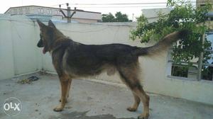Gsd male 18 months for sale