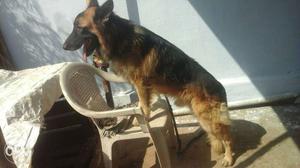 Gsd mating only not for sale