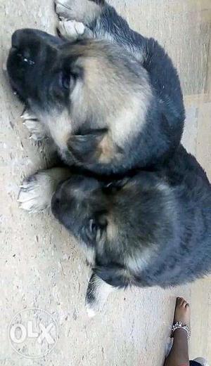 Gsd puppies for sale in third camp near Ayurveda