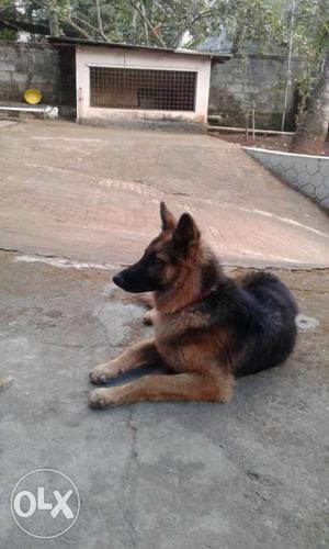Gsd10 MOTH OLD Male For Sale