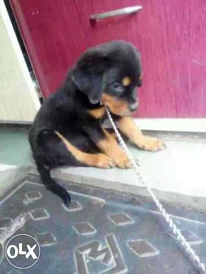 Gwalior:-- Protective Dog's" All Puppeis Pets
