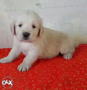 Gwalior:-- Quite & Sweet Dogs" All Puppeis Kitten" Pets