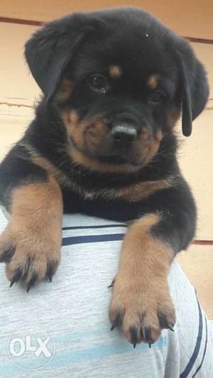 Happy new year Offer Rottweiler /-