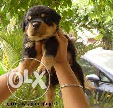 Healthy & Pure Bread Rottweiler Female Puppy With Paper Call