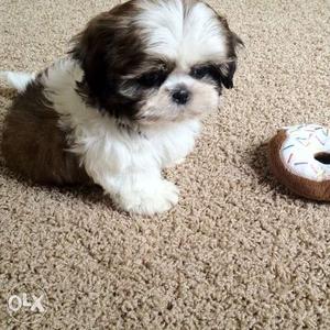 Healthy female shih tzu ready for a new home