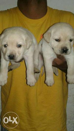 Healty 30days old labrodor puppy for sell at 