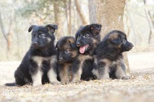 Heavy Size Longcoat Gsd Puppies Waiting For Happy