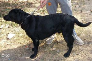 Heavy bone American Labrador Male. 3years age.
