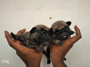 Heavy bone male and female pug Puppies available
