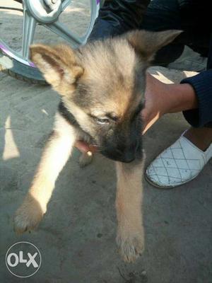 Heavy bone triple coated german shepard male puppy