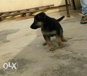Heavy gsd puppy for sale 50 days old